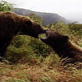 The Grizzly Man Diaries: Where No Human Should Be