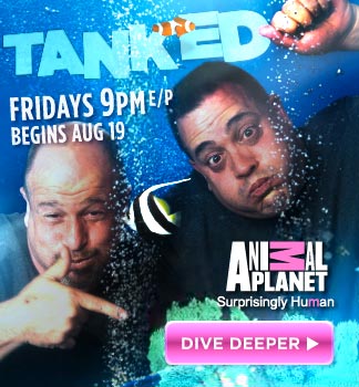 Animal Planet Tanked